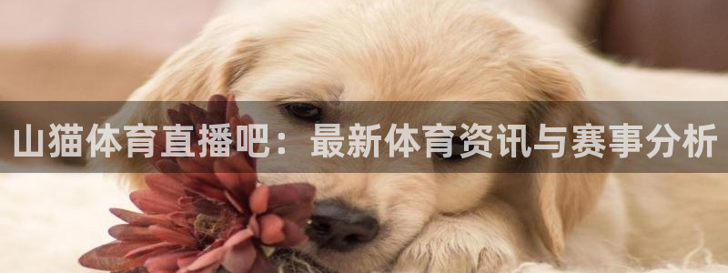 24直播网篮球专区